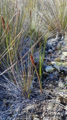 Machaerina teretifolia