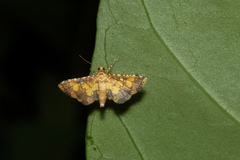 Nacoleia