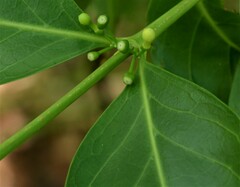 Cyclophyllum schultzii
