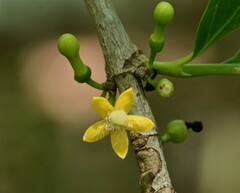 Cyclophyllum schultzii