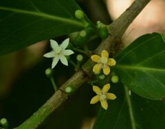 Cyclophyllum schultzii