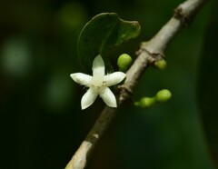Cyclophyllum schultzii