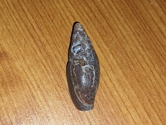 Isara carbonaria