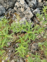 Cistus monspeliensis