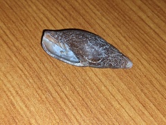Isara carbonaria