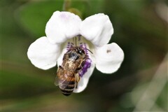 Apis mellifera scutellata
