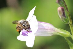 Apis mellifera scutellata