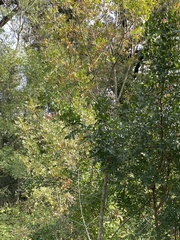 Quercus cerris