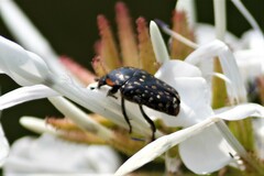 Oxythyrea marginalis