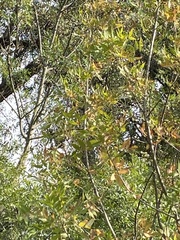Quercus cerris