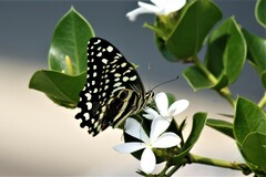 Papilio demodocus