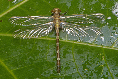 Hemigomphus heteroclytus