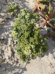 Dasispermum suffruticosum