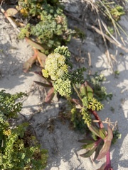 Dasispermum suffruticosum