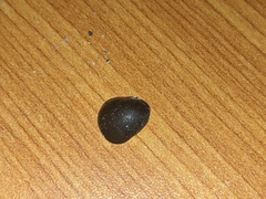 Nerita melanotragus
