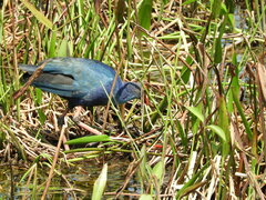 Porphyrio poliocephalus