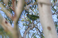Parvipsitta porphyrocephala