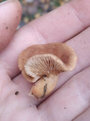 Lactarius subdulcis