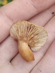 Lactarius subdulcis