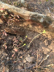 Crassula atropurpurea