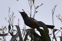Caligavis chrysops