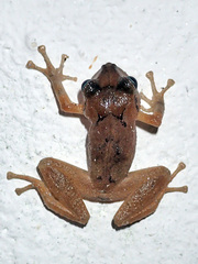 Pristimantis taeniatus