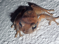 Pristimantis taeniatus