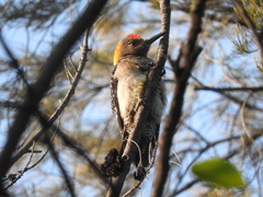 Melanerpes aurifrons