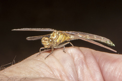 Hemigomphus heteroclytus