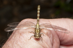Hemigomphus heteroclytus