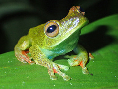 Boana rufitela