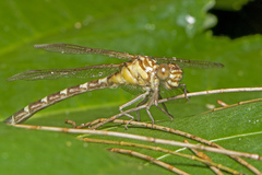 Hemigomphus heteroclytus