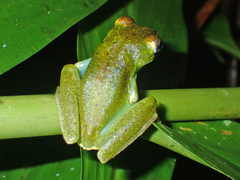 Boana rufitela