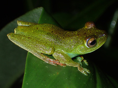 Boana rufitela