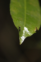 Colobopsis