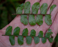 Asplenium paleaceum