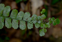 Asplenium paleaceum