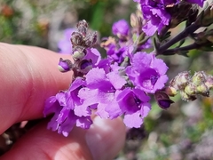 Prostanthera