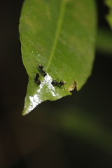Colobopsis