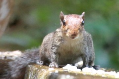 Funambulus tristriatus