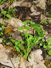 Pterostylis