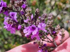 Prostanthera