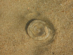 Aequorea