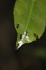 Colobopsis