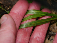 Pterostylis