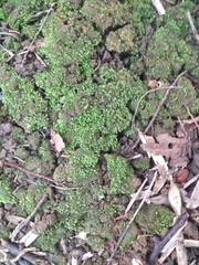 Cladonia peziziformis