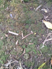 Cladonia peziziformis