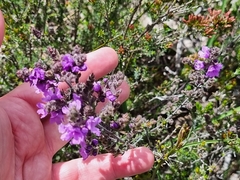 Prostanthera