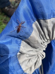 Rocconota annulicornis