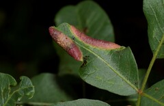 Forda marginata